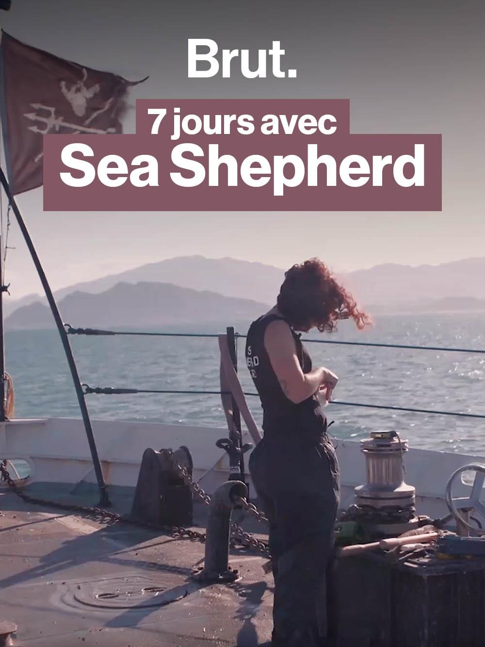 Il n'en resterait que 6 : la course pour sauver les vaquitas des braconniers