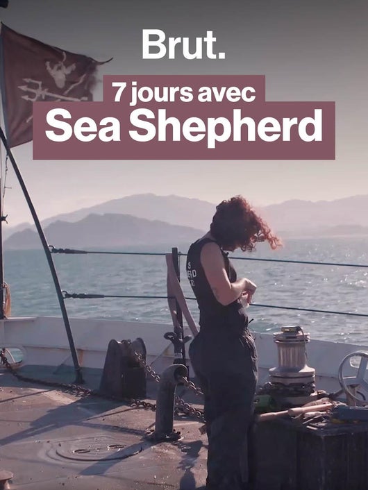 Il n'en resterait que 6 : la course pour sauver les vaquitas des braconniers