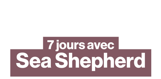 Il n'en resterait que 6 : la course pour sauver les vaquitas des braconniers