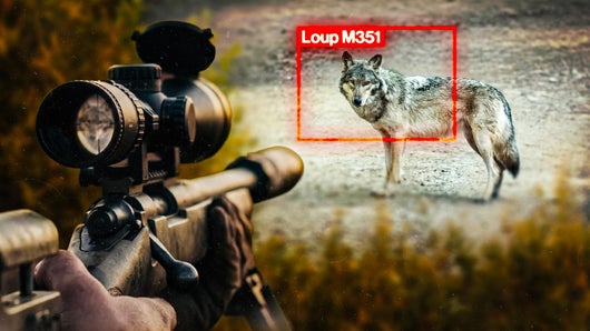 La traque d’un loup "insaisissable"