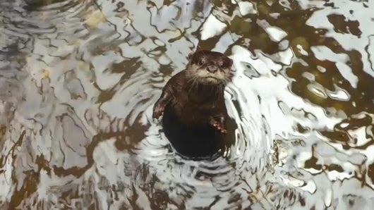 Loutre sous l'eau 