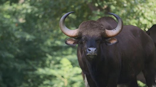 Le grand gaur