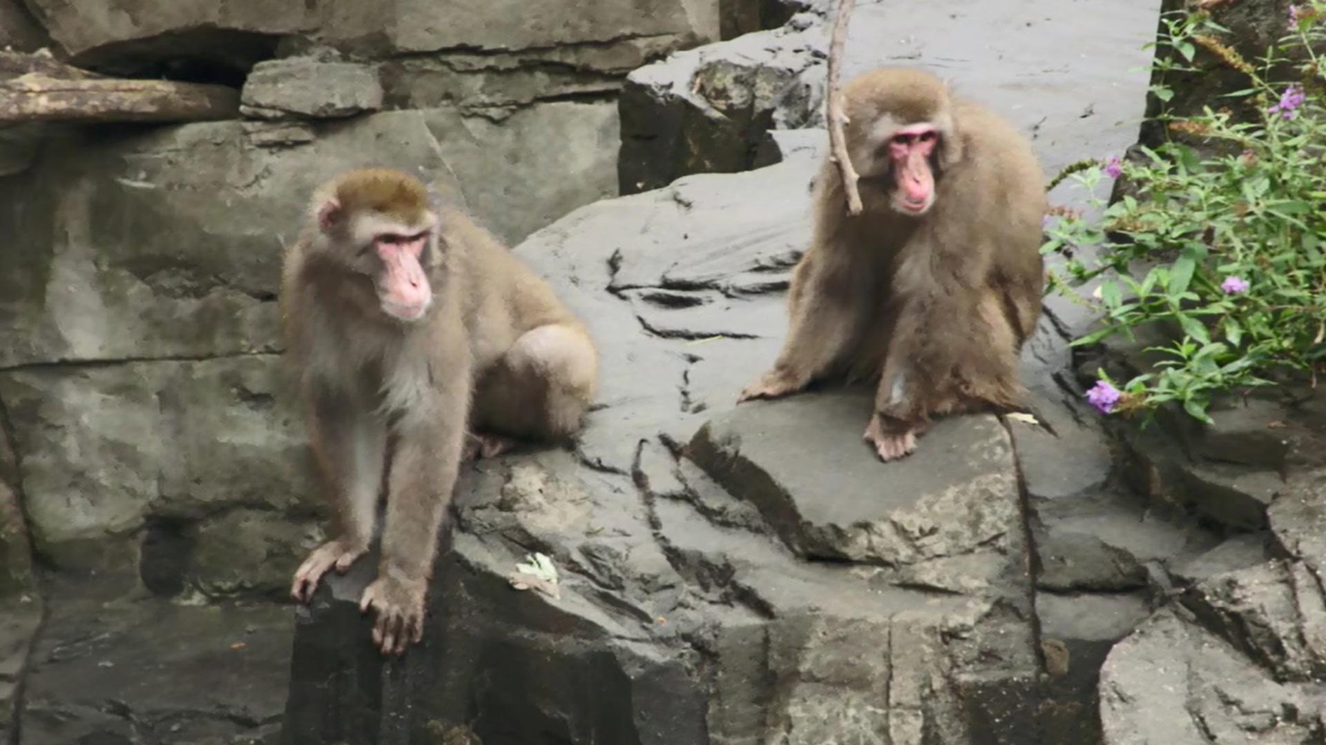 Macaques japonais