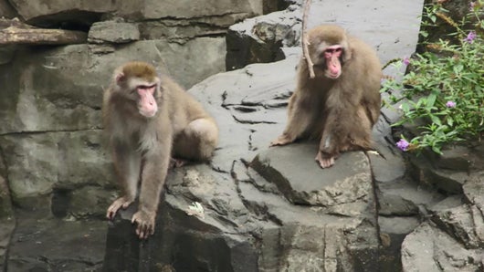 Macaques japonais