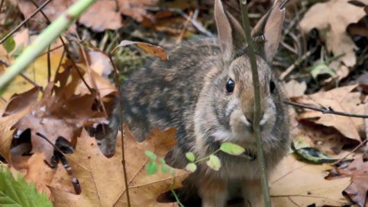 Petits lapins, grand univers