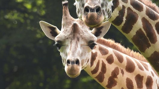 Une girafe à la ville