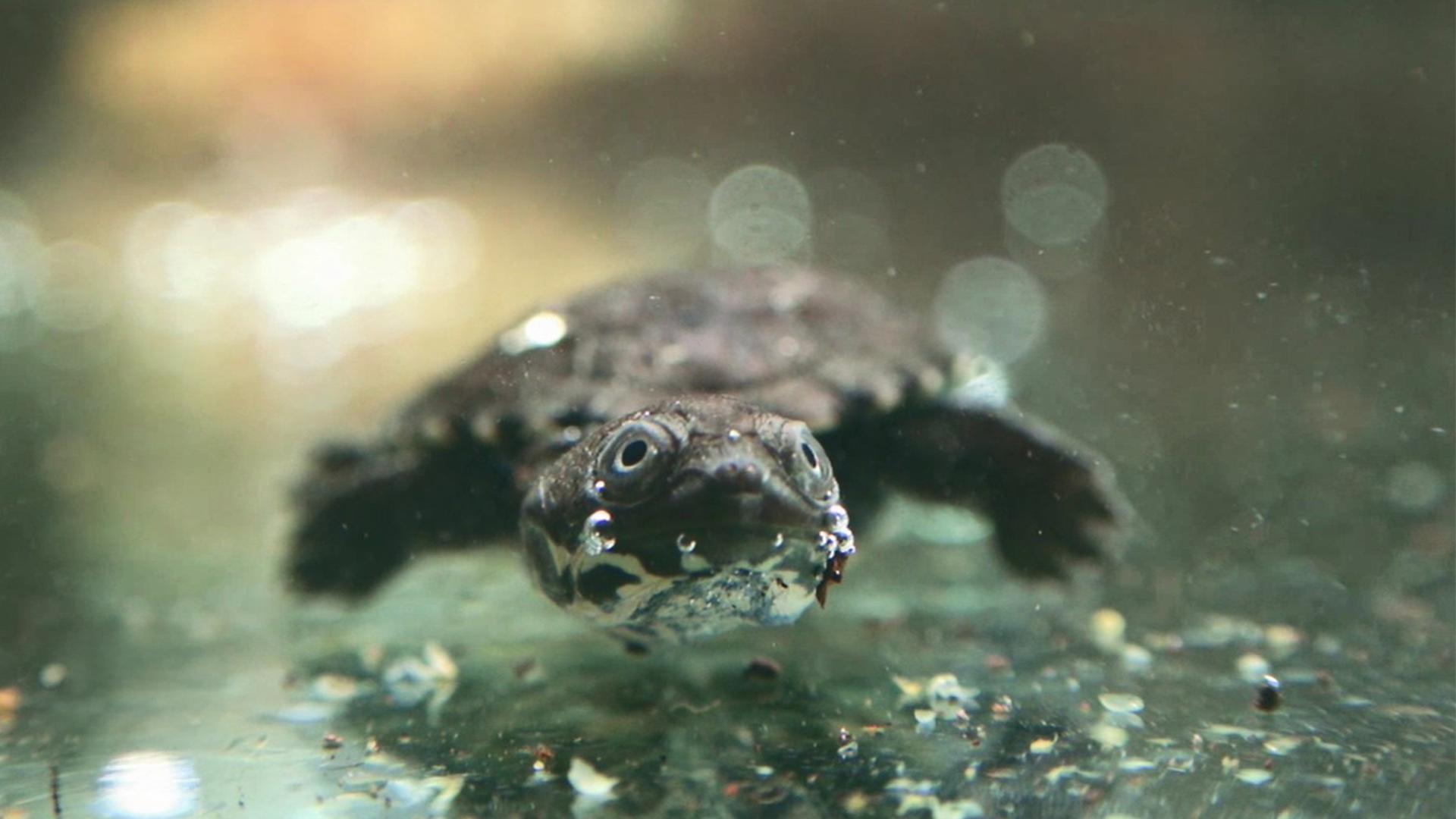 Le grand retour de la tortue
