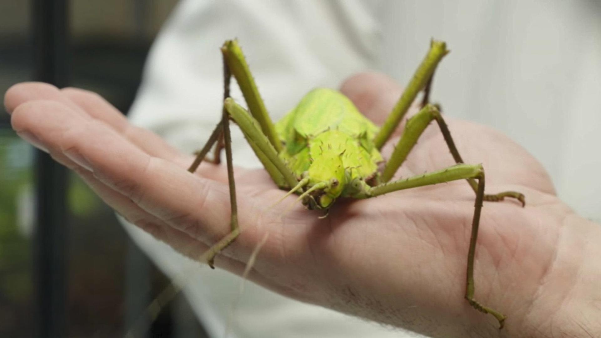 Mes insectes bien-aimés
