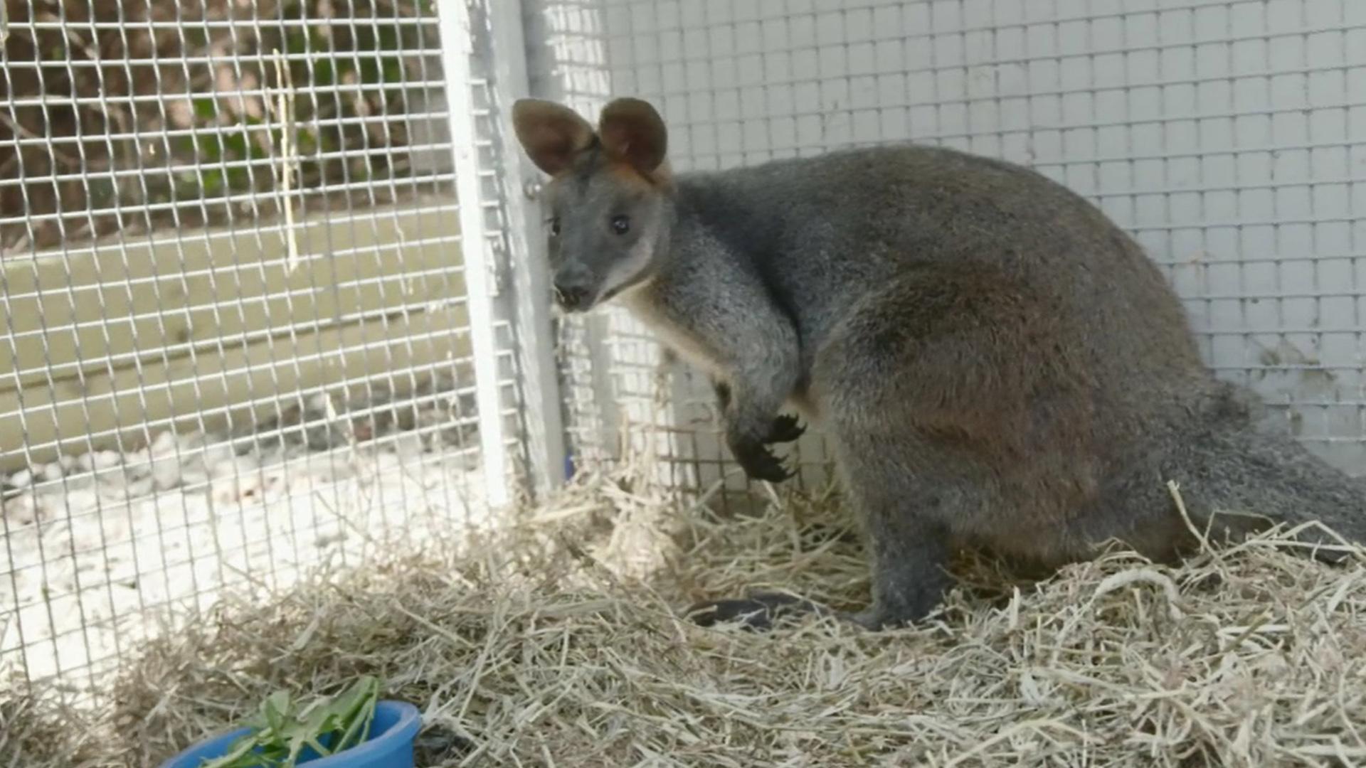Un wallaby dans la ville
