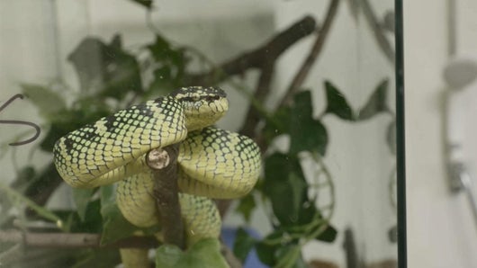 Super serpents !