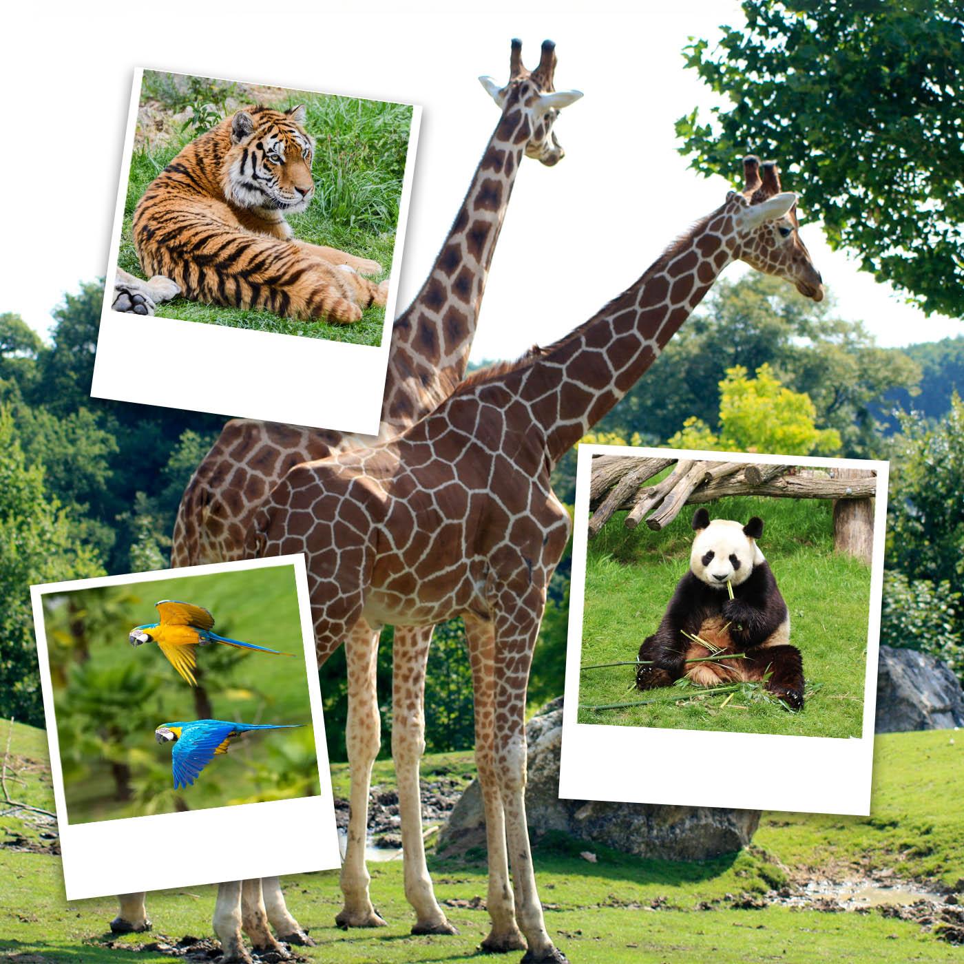 Beauval, au plus près des animaux