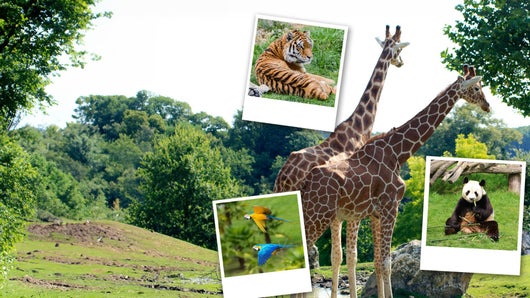 Beauval, au plus près des animaux