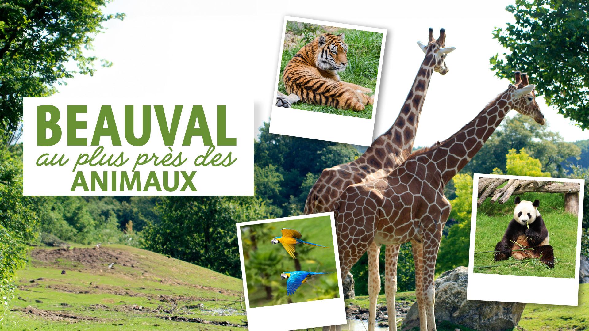 Beauval, au plus près des animaux