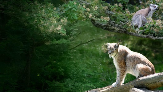 Thoiry : au plus près des animaux