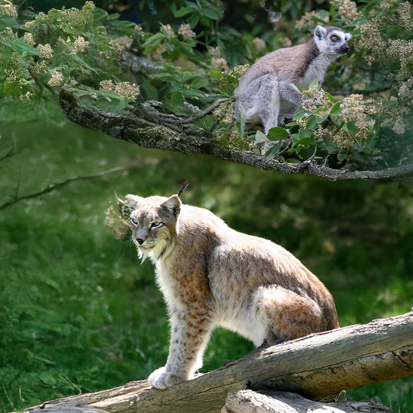 Thoiry : au plus près des animaux