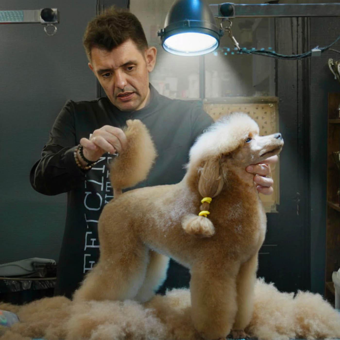 Qui sera le meilleur toiletteur ?