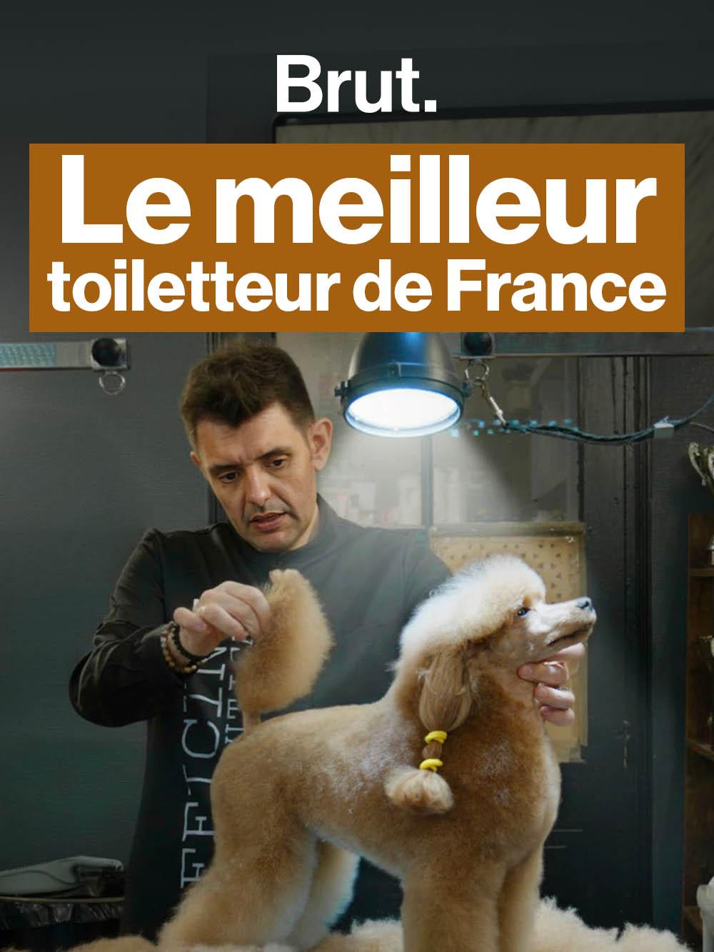 Qui sera le meilleur toiletteur ?