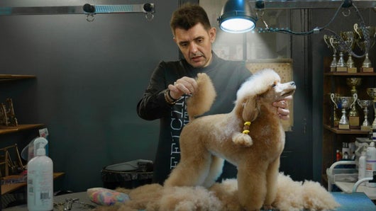 Qui sera le meilleur toiletteur ?