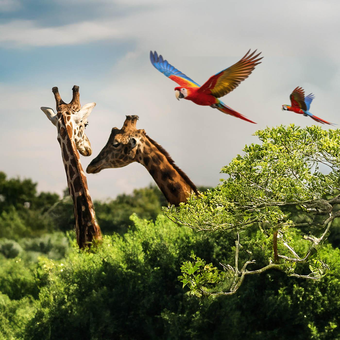 Parc de Cerza, au plus près des animaux