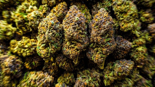 Pourquoi des fumeurs de CBD se sentent "devenir accro" ?