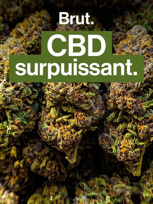 Pourquoi des fumeurs de CBD se sentent "devenir accro" ?