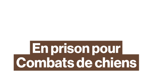 Michael Vick : star du football américain en prison pour des combats de chiens