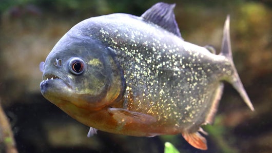 Piranha