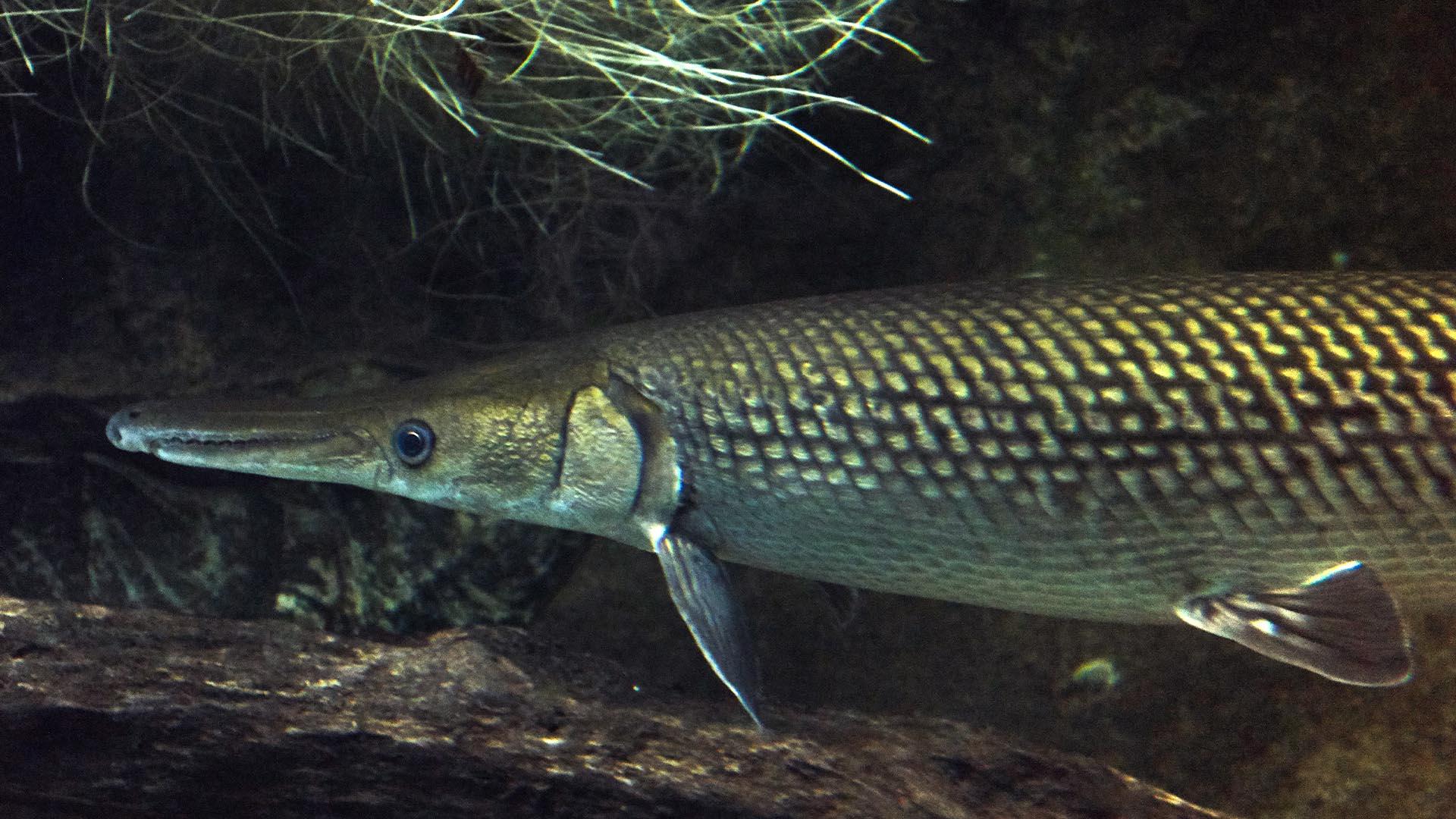 Alligator gar