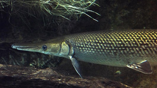Alligator gar