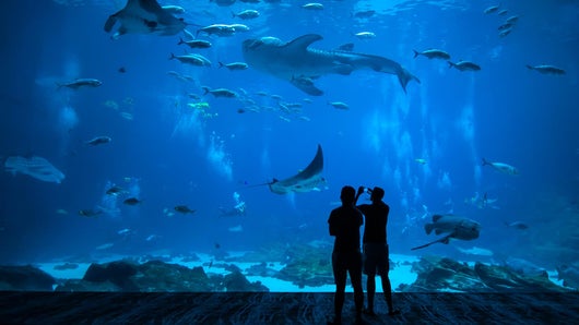 Nausicaa, le plus grand aquarium d'Europe