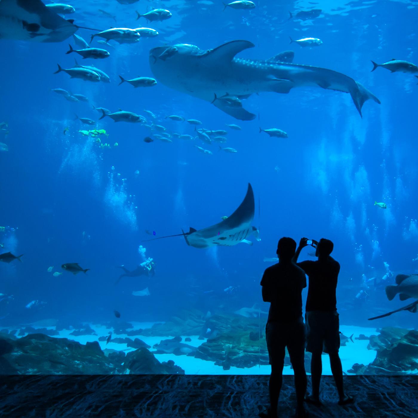 Nausicaa, le plus grand aquarium d'Europe