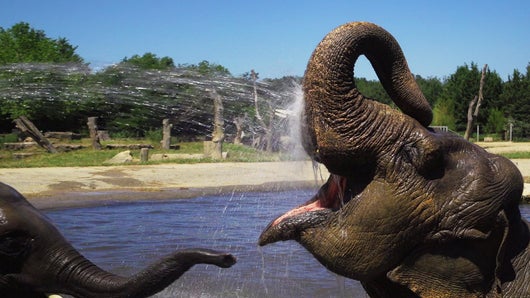 Le Pal : au coeur du zoo le plus insolite de France