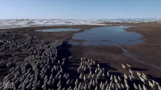 Sur les traces des wapitis