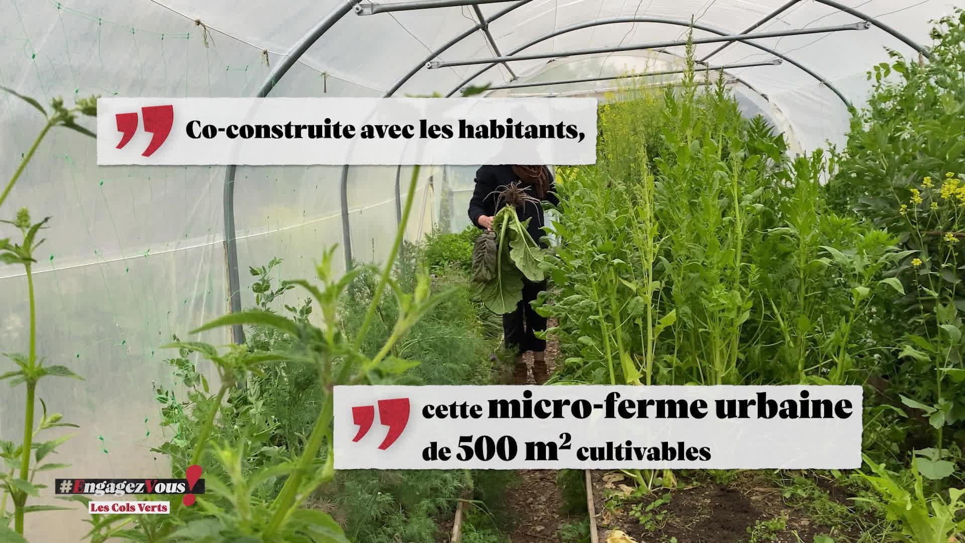 Les cols verts