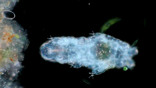 Les créatures zombies souterraines