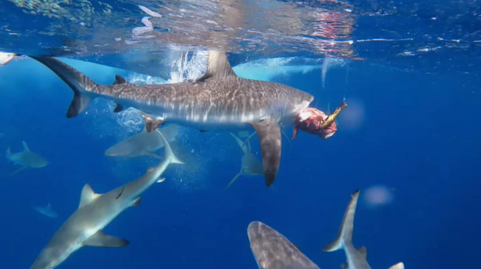 Encerclé par les requins