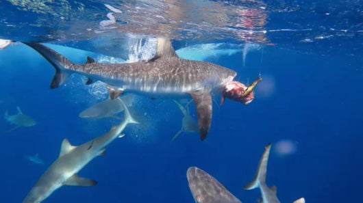Encerclé par les requins