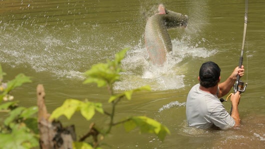 Les dinosaures de l'Amazonie