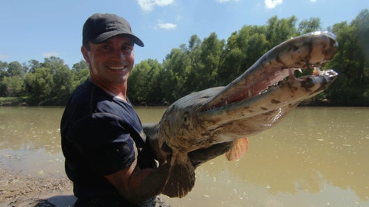 Alligator préhistorique