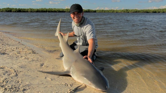 Morsures toxiques de requins
