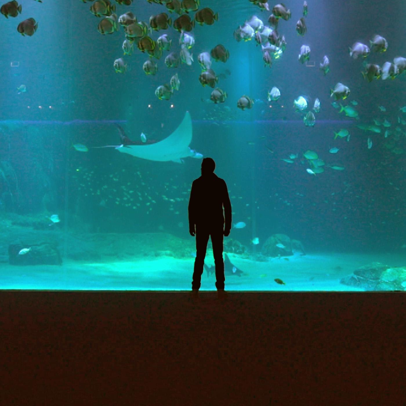 La techno des aquariums XXL
