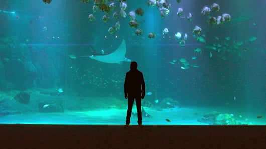 La techno des aquariums XXL