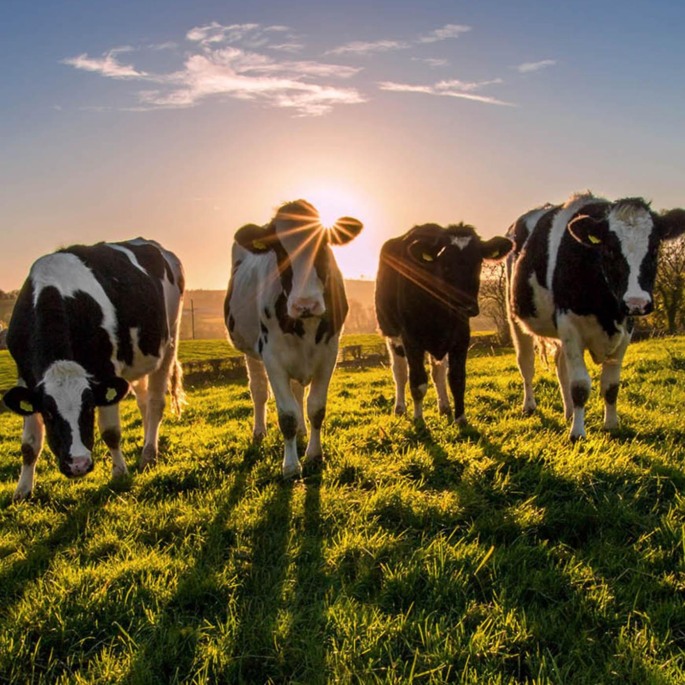 L'agriculture, c'est fini !