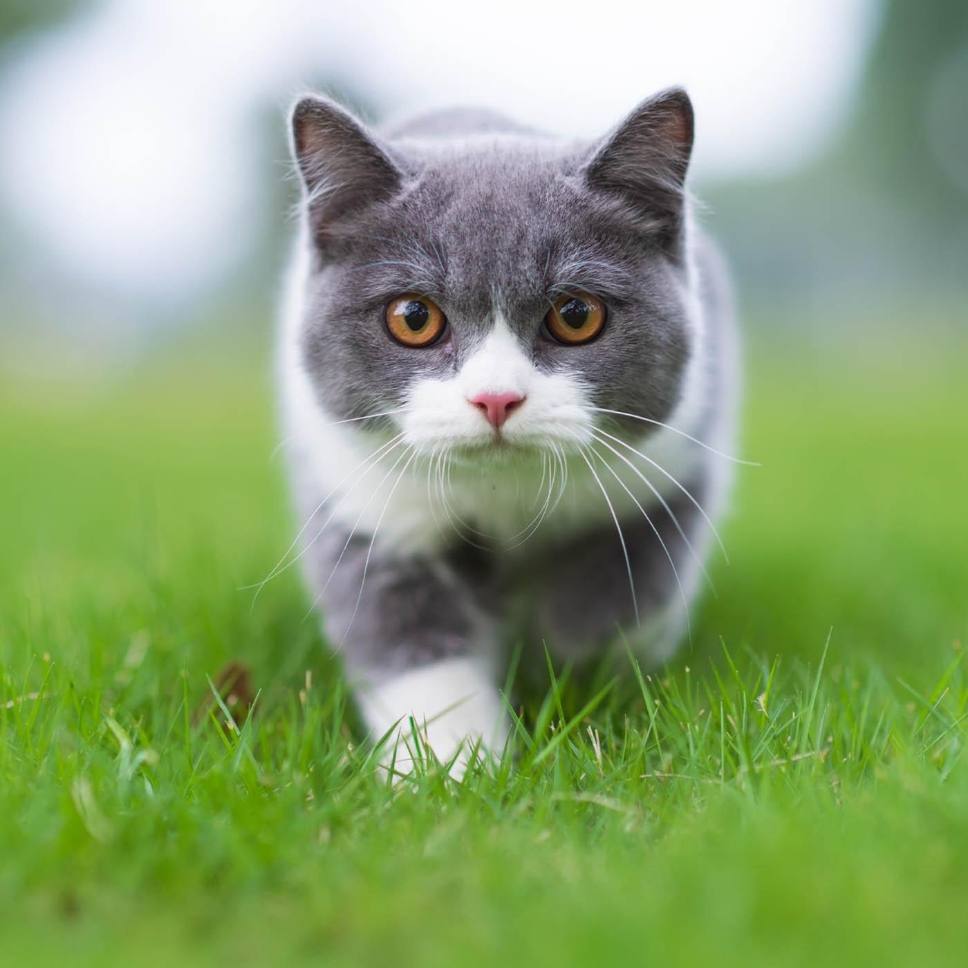 La vie secrète des chats