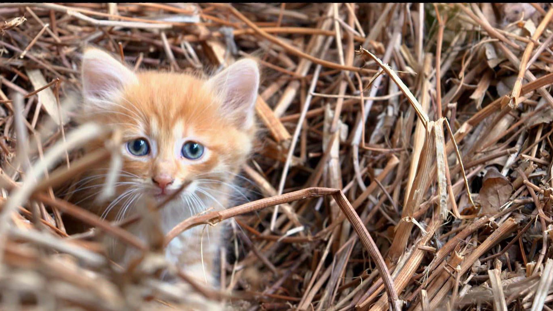 Entre chats