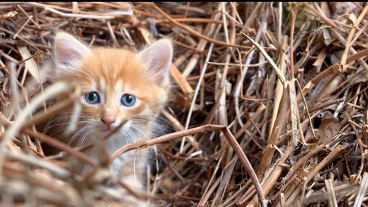 Entre chats