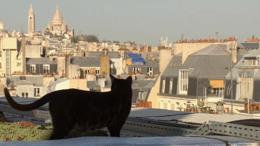 Itinéraire d'un chat trop gâté