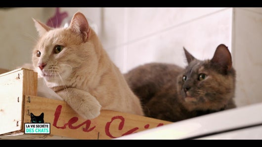 Mon chat, mon enfant et moi...