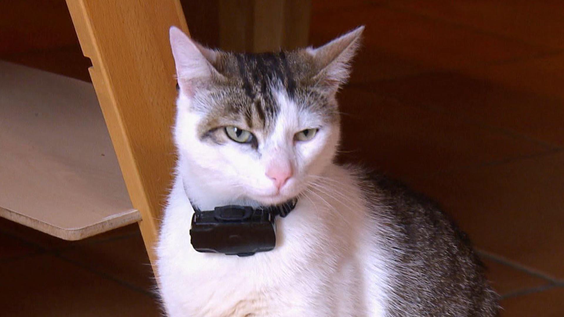 Mon chat est amoureux