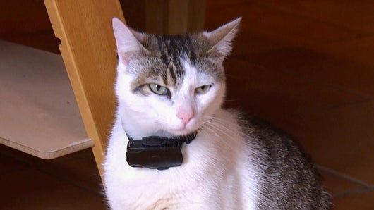 Mon chat est amoureux